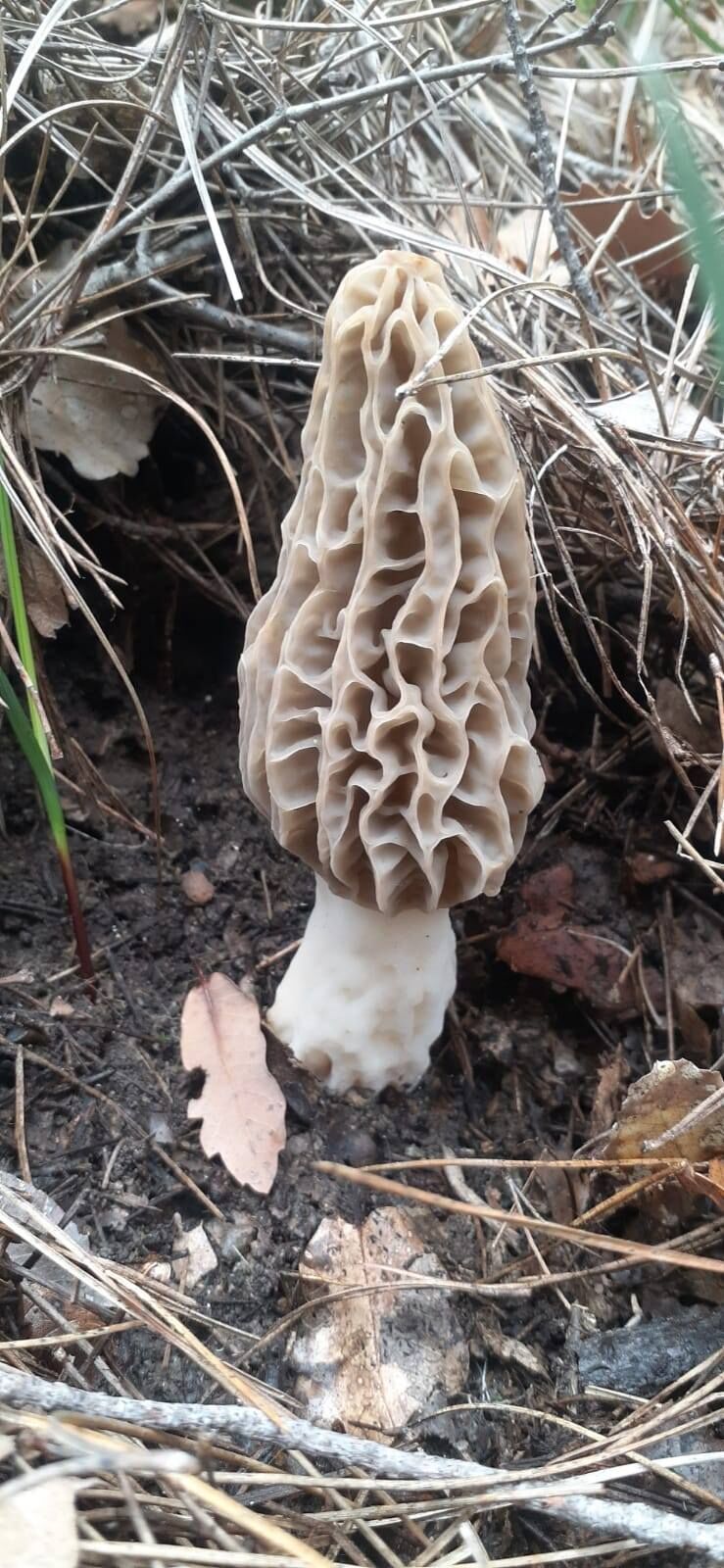 Uşak'ta Kuzu Göbeği Mantarı Avı Başladı (4)