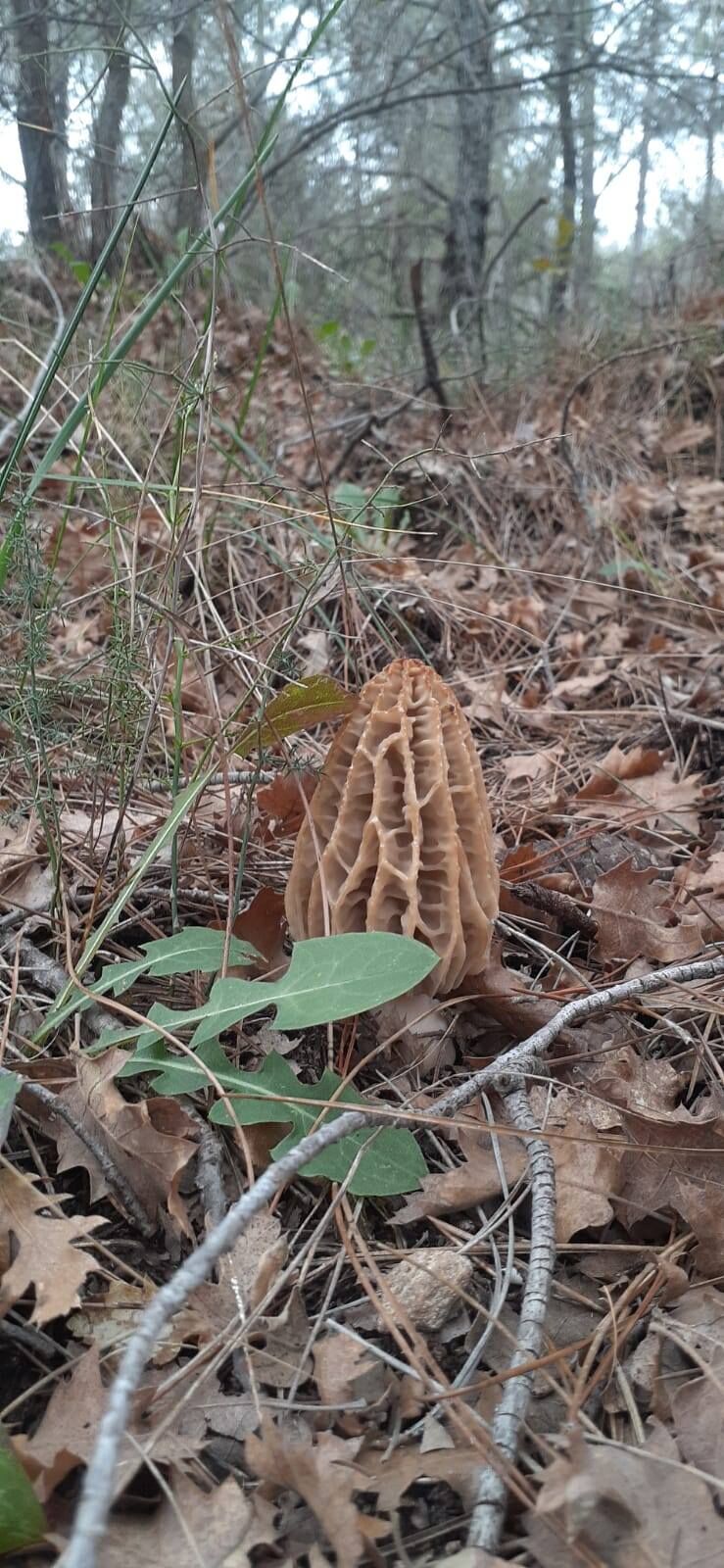 Uşak'ta Kuzu Göbeği Mantarı Avı Başladı (5)