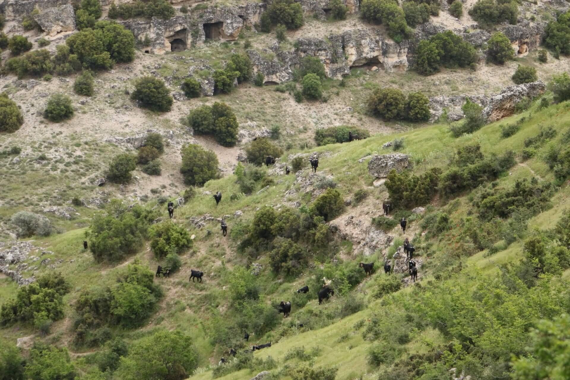 Balundos (2)
