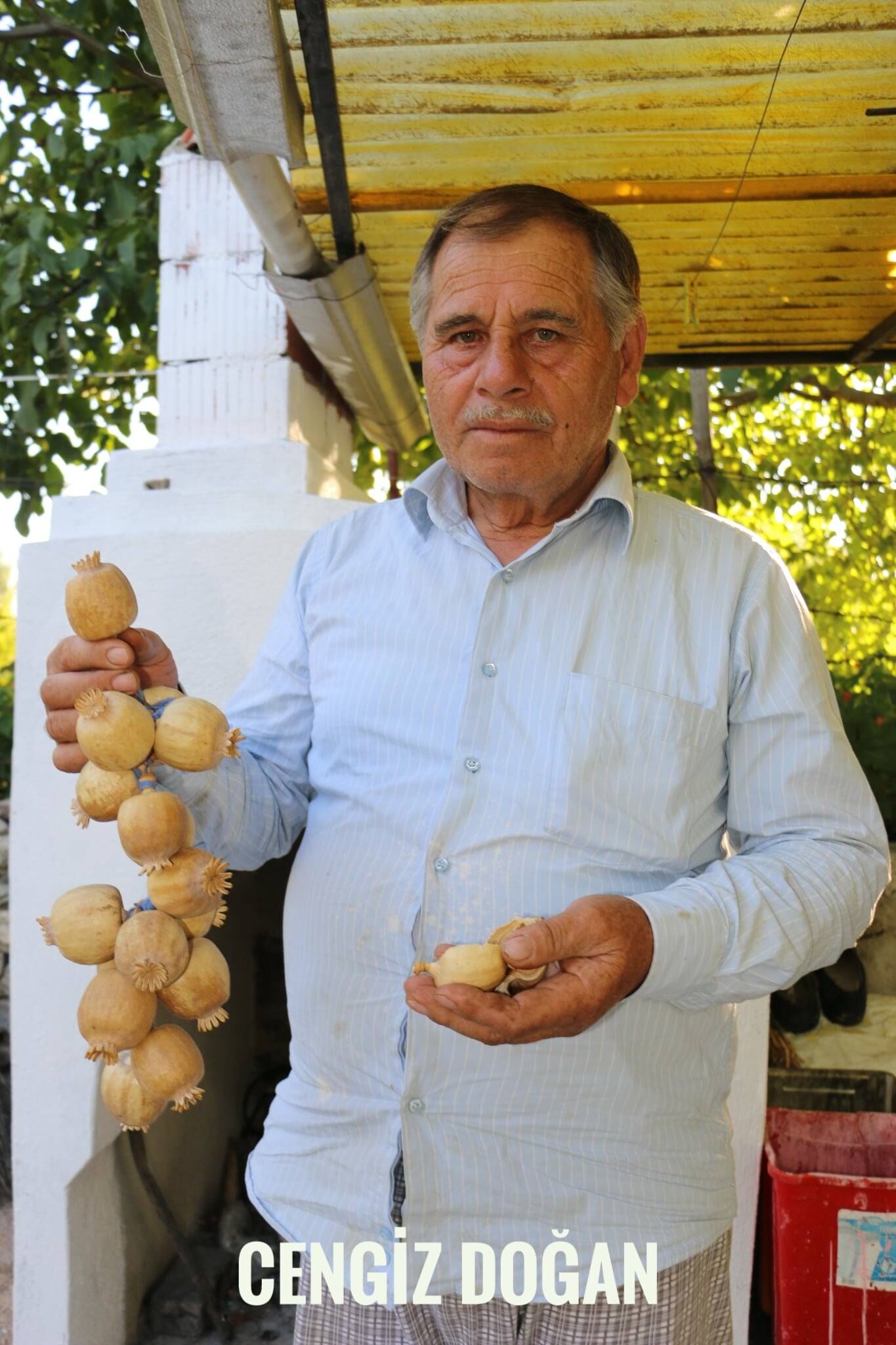 Haşhaş Yağı (5)