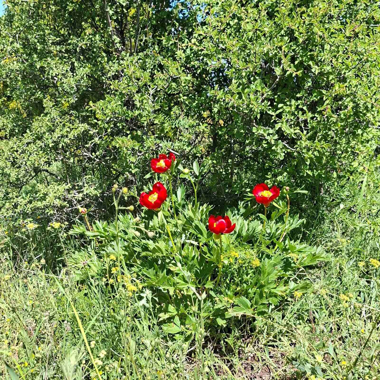 Topal Dağcı (8)