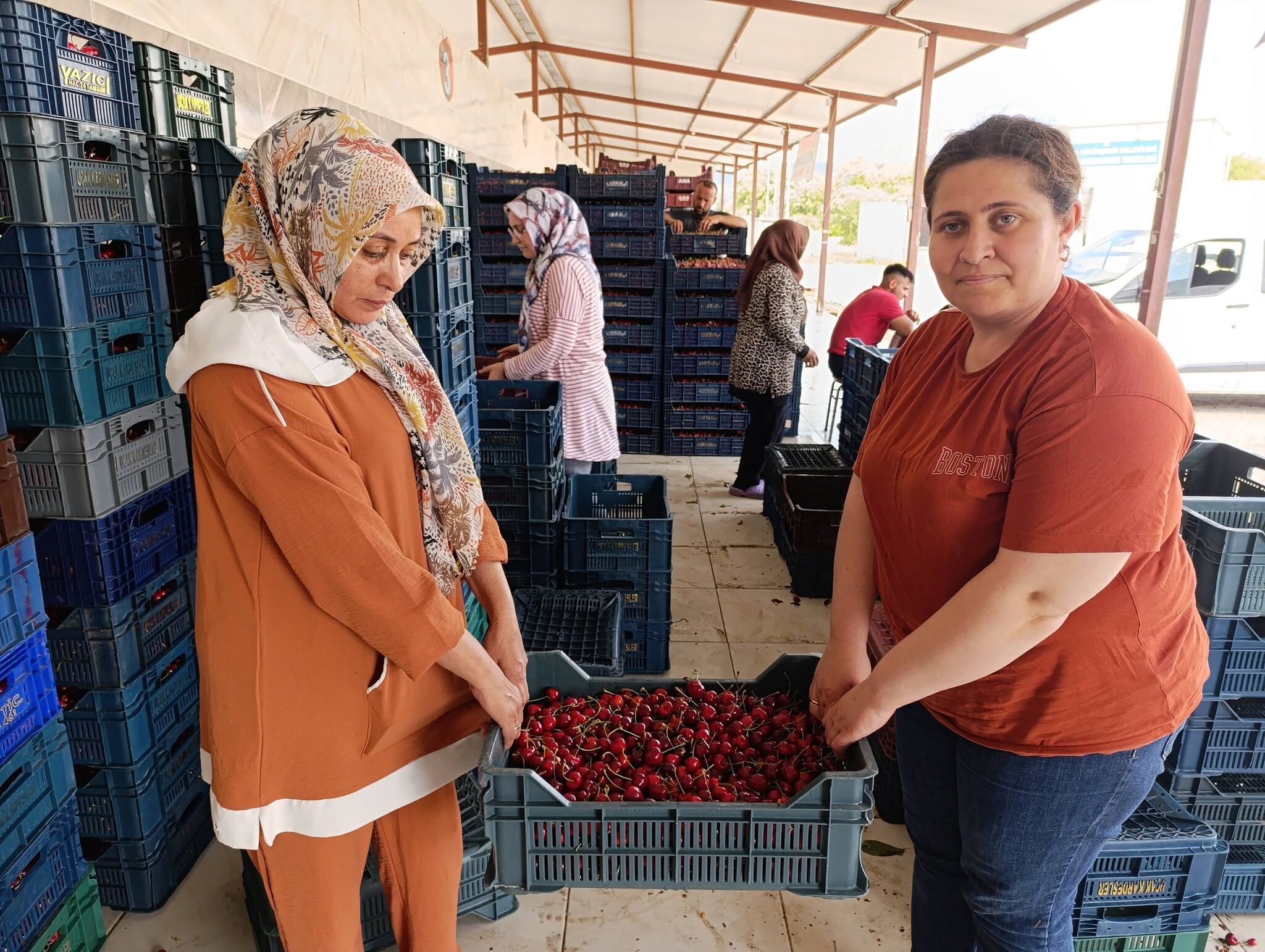 25 Yil Önce Di̇ki̇len Fi̇danlar Bugün Avrupa Sofralari Süsleyen Ki̇razlara Dönüştü (2)