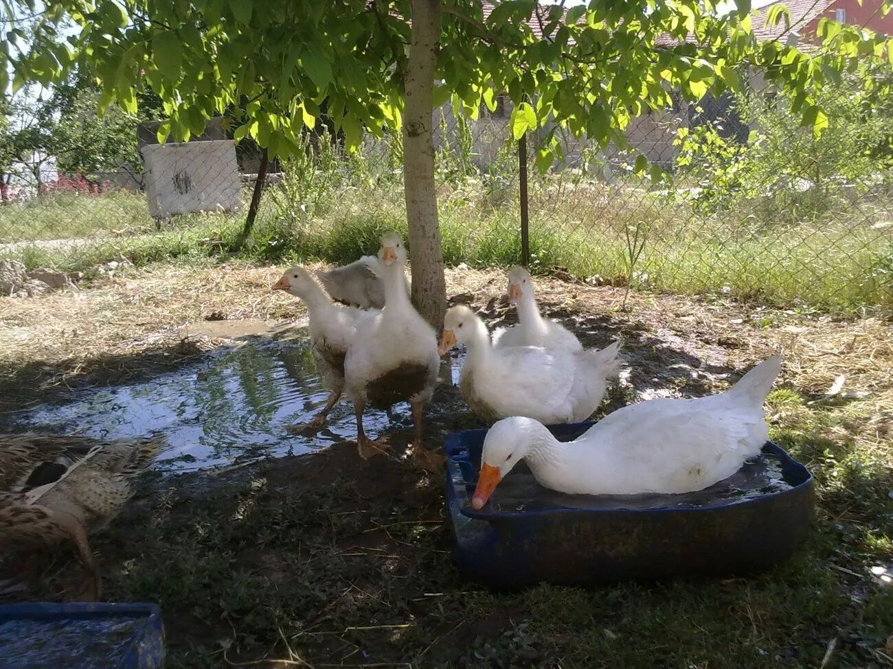 Bozkuş Kazları (1)