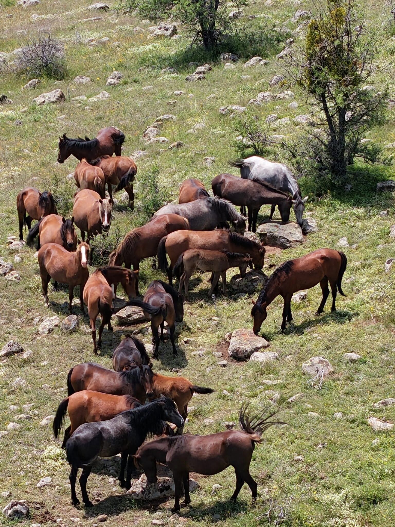 Elma Dağı2
