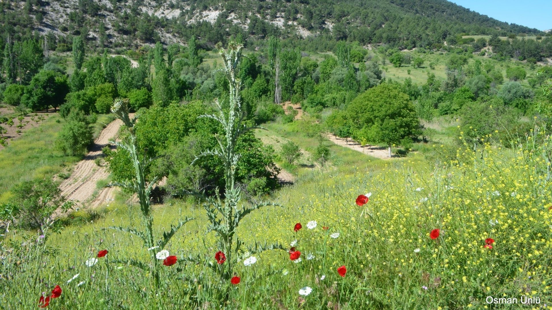 Gelincik 2