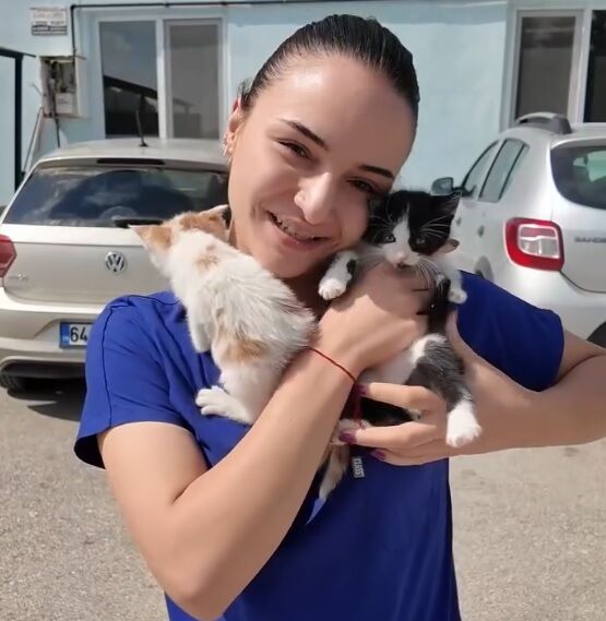 Kedi