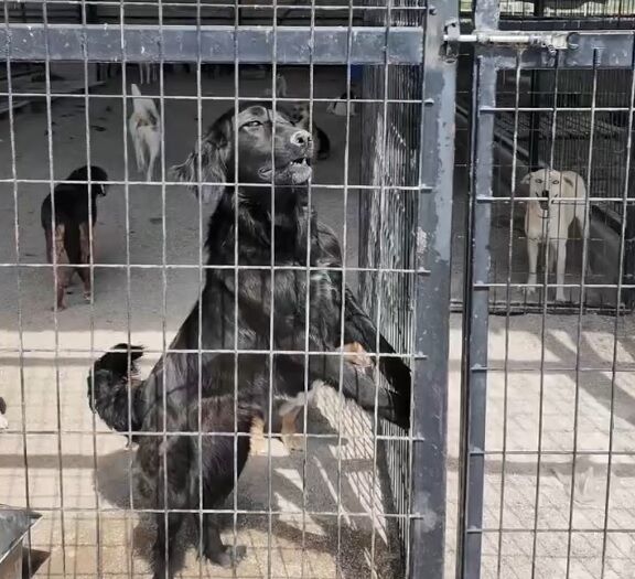 Köpek
