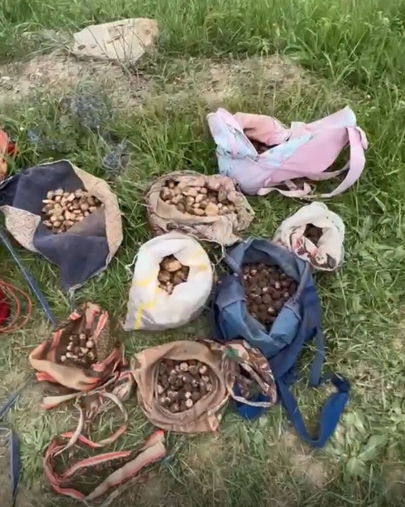 Nesli Tehlikedeki Bitkiyi Topladılar, Milyonluk Cezayla Karşılaştılar