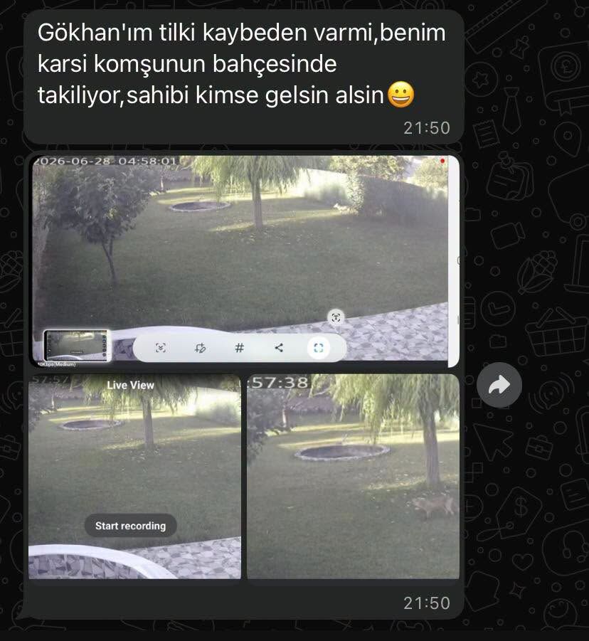 Sivaslı Ilçemizde Bahçeye Giren Tilki