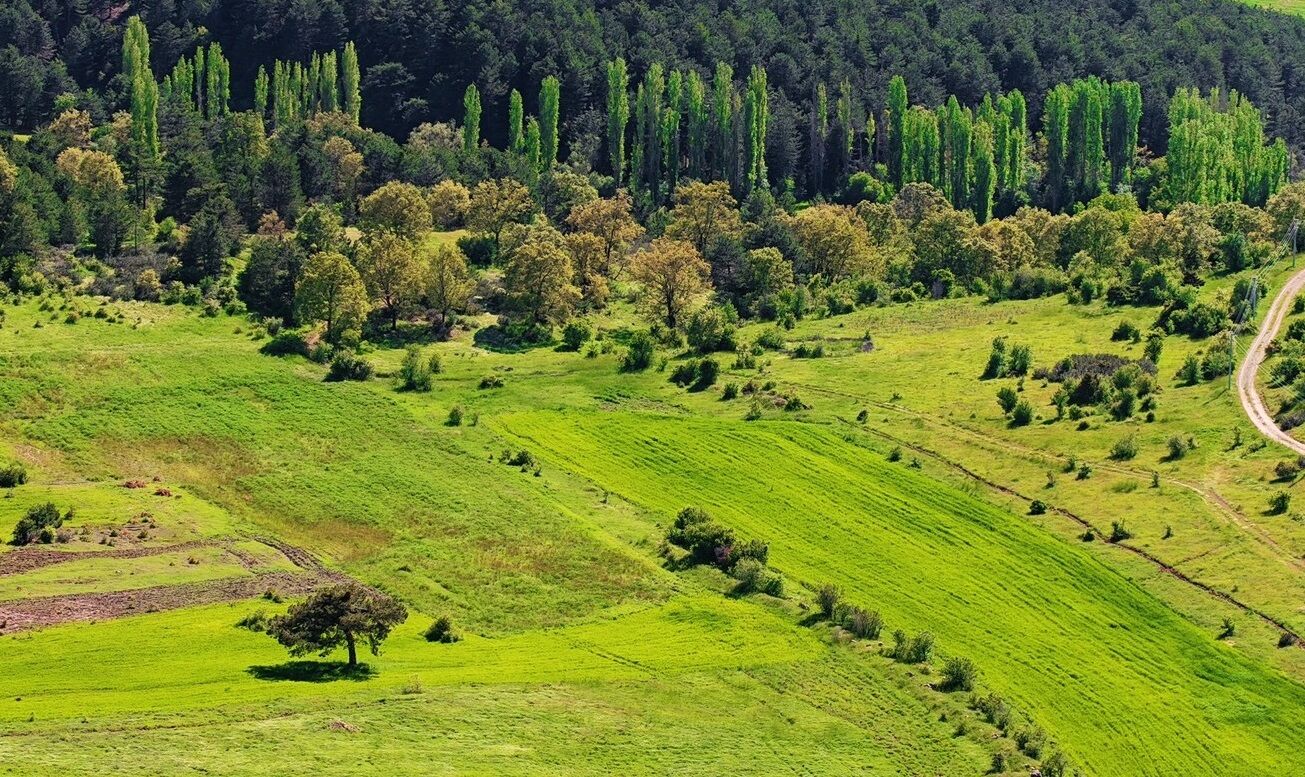 Yeşil Deniz (1)