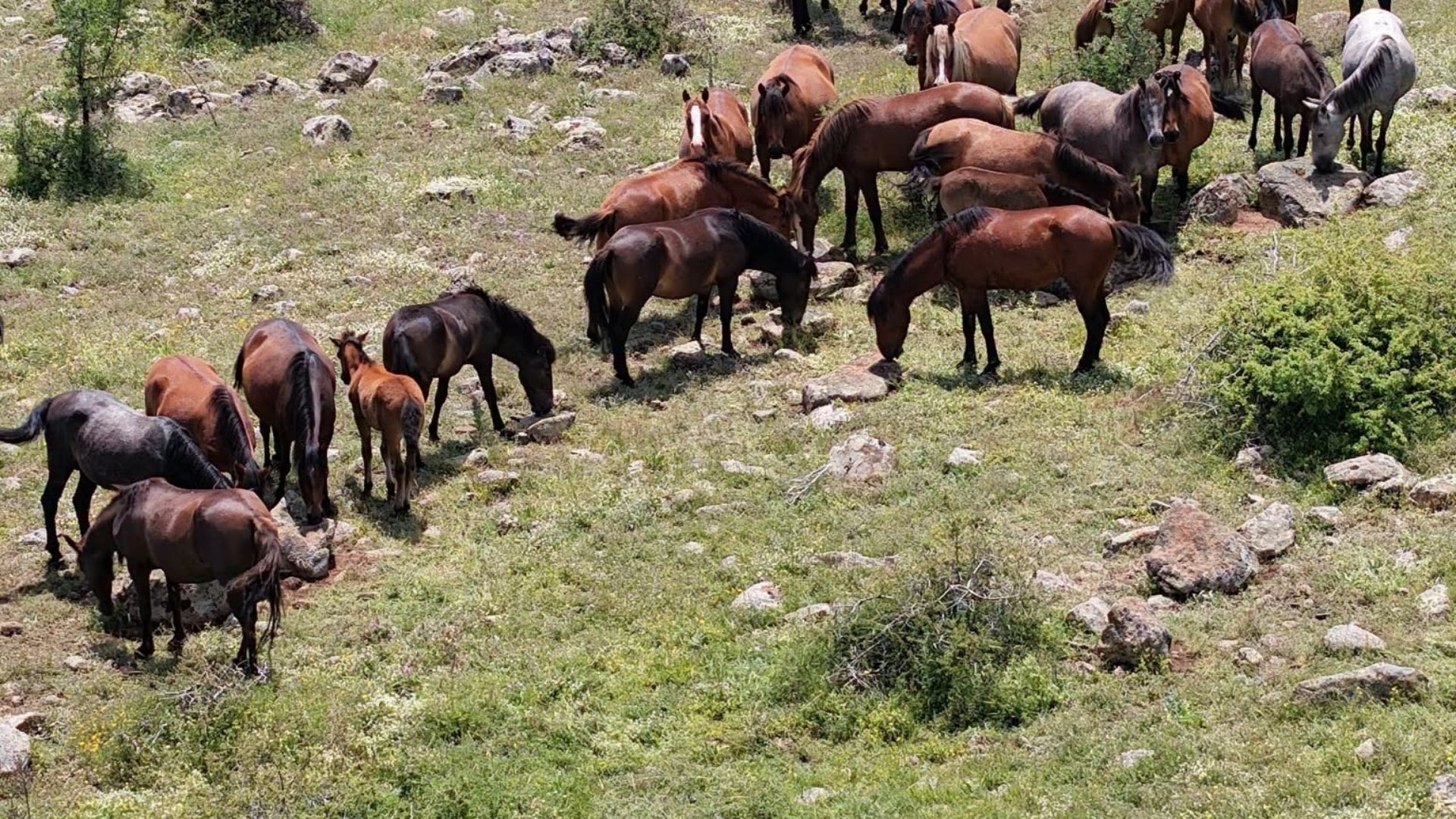 Yılkı Atları