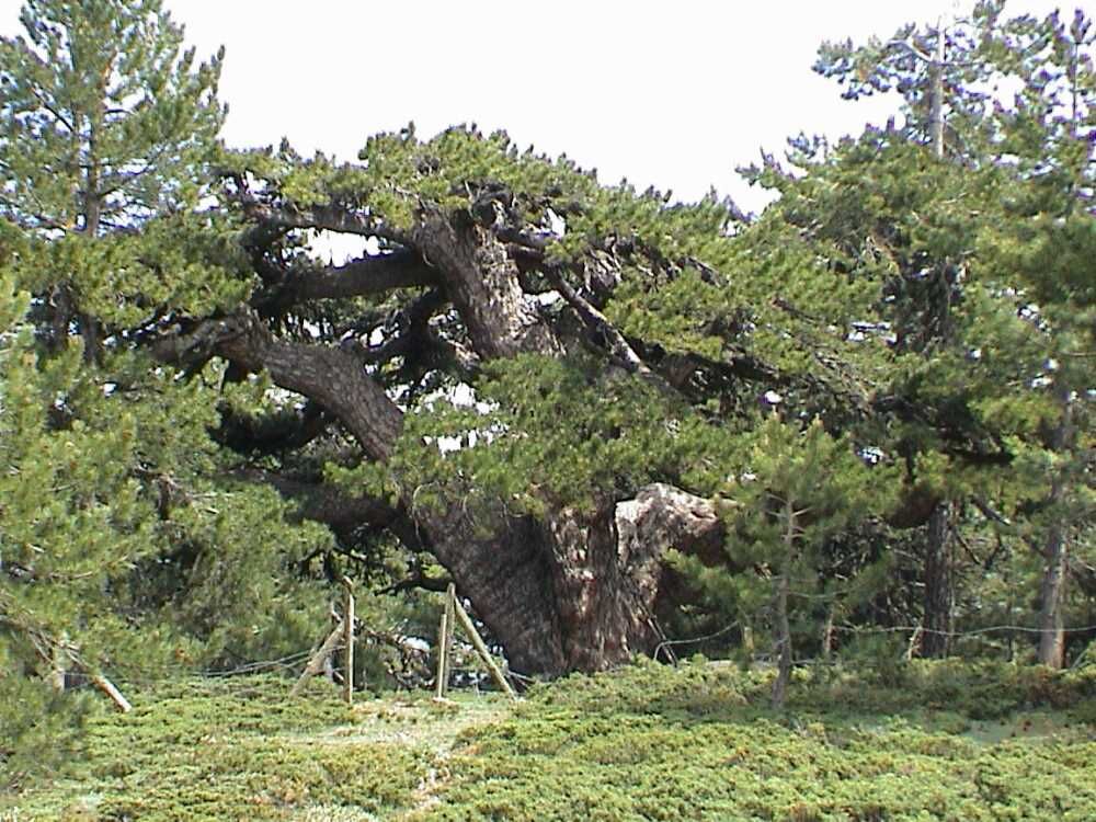 Ağaç (1)-1