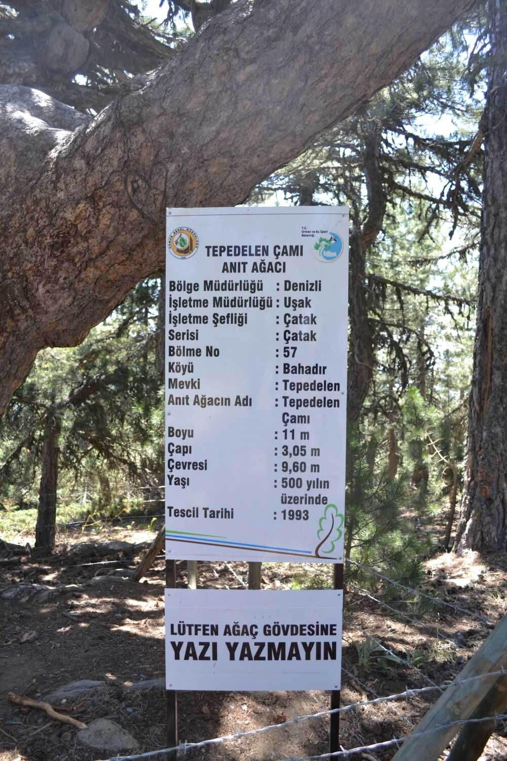 Ağaç (2)-1