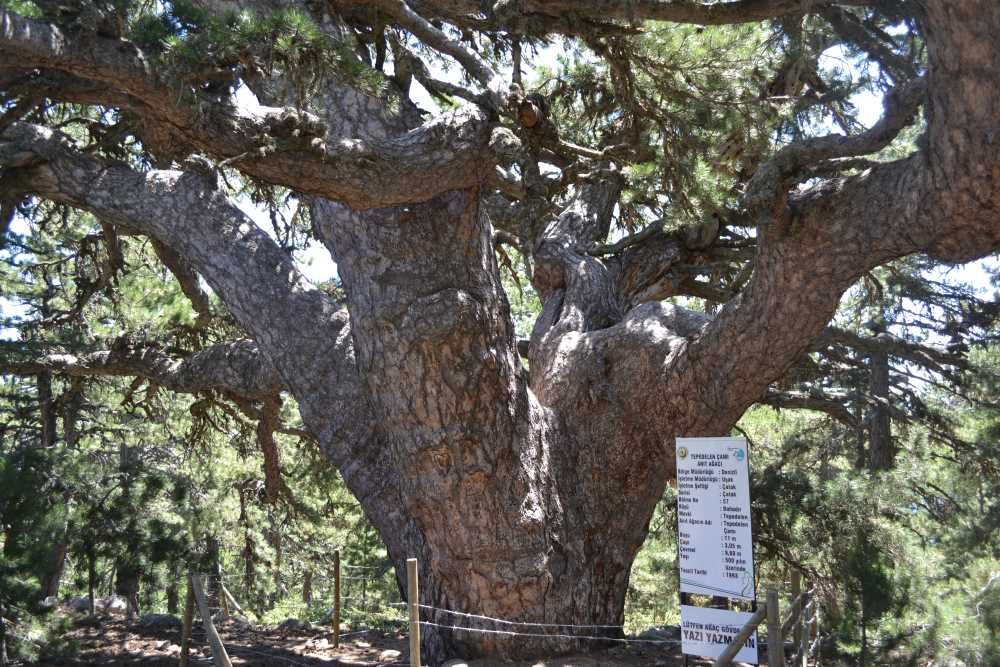 Ağaç (3)-1