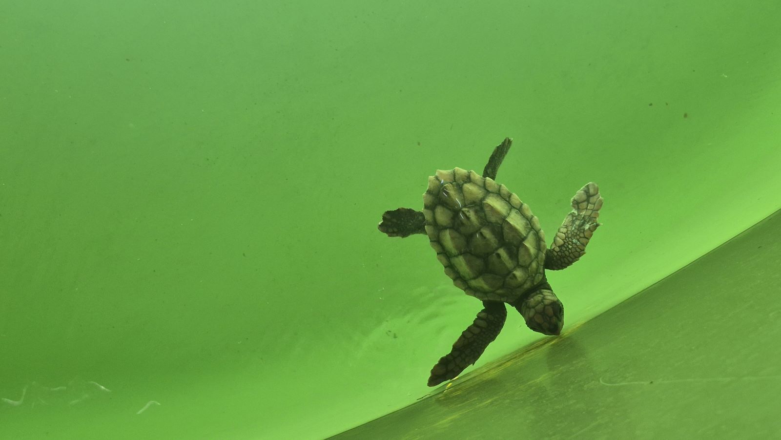 Caretta (1)