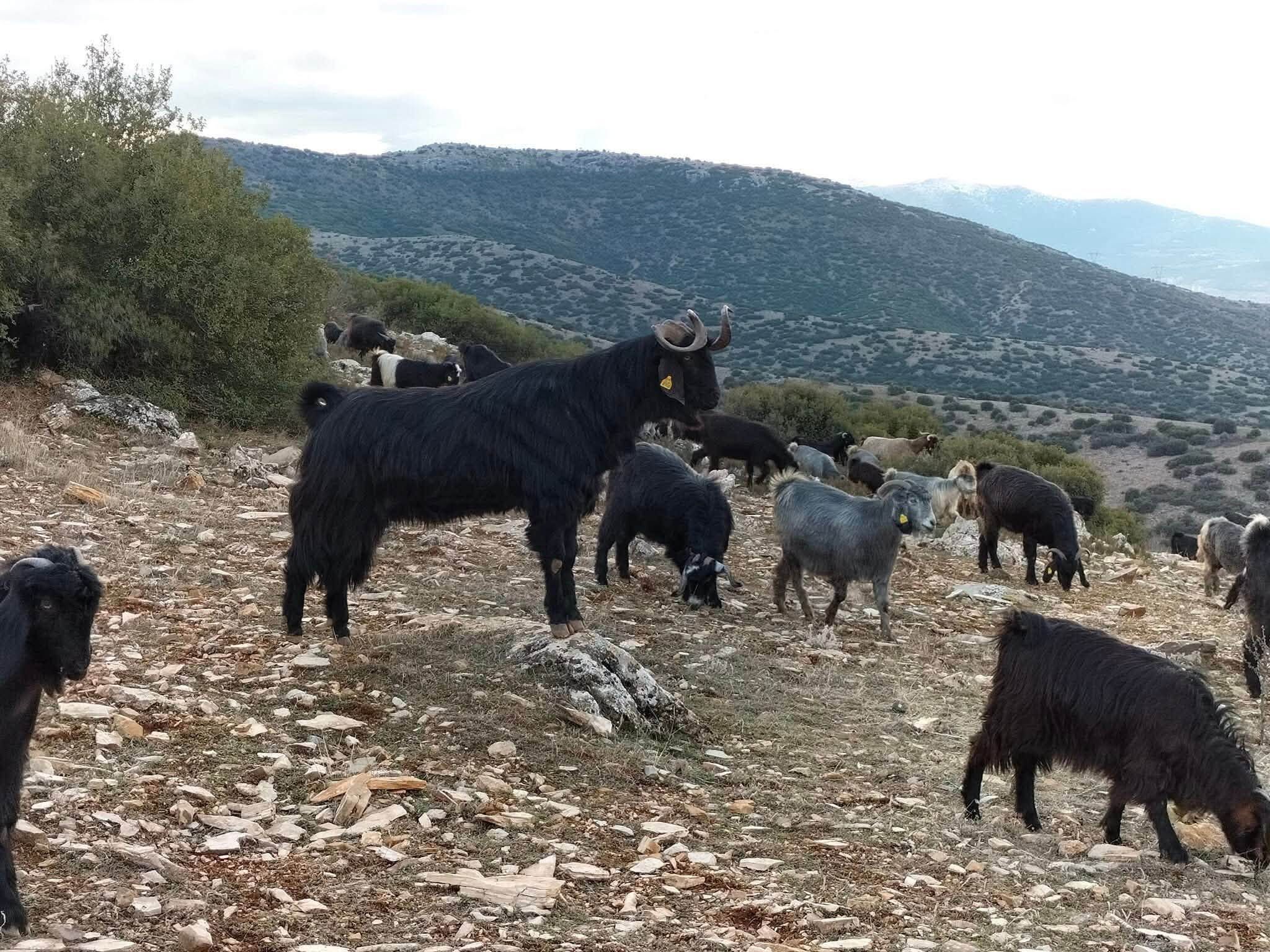 Eşme Manavlı Keçisi