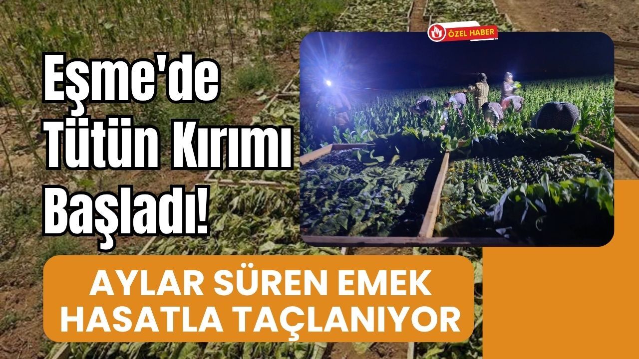 Eşmede Tütün Kırımı