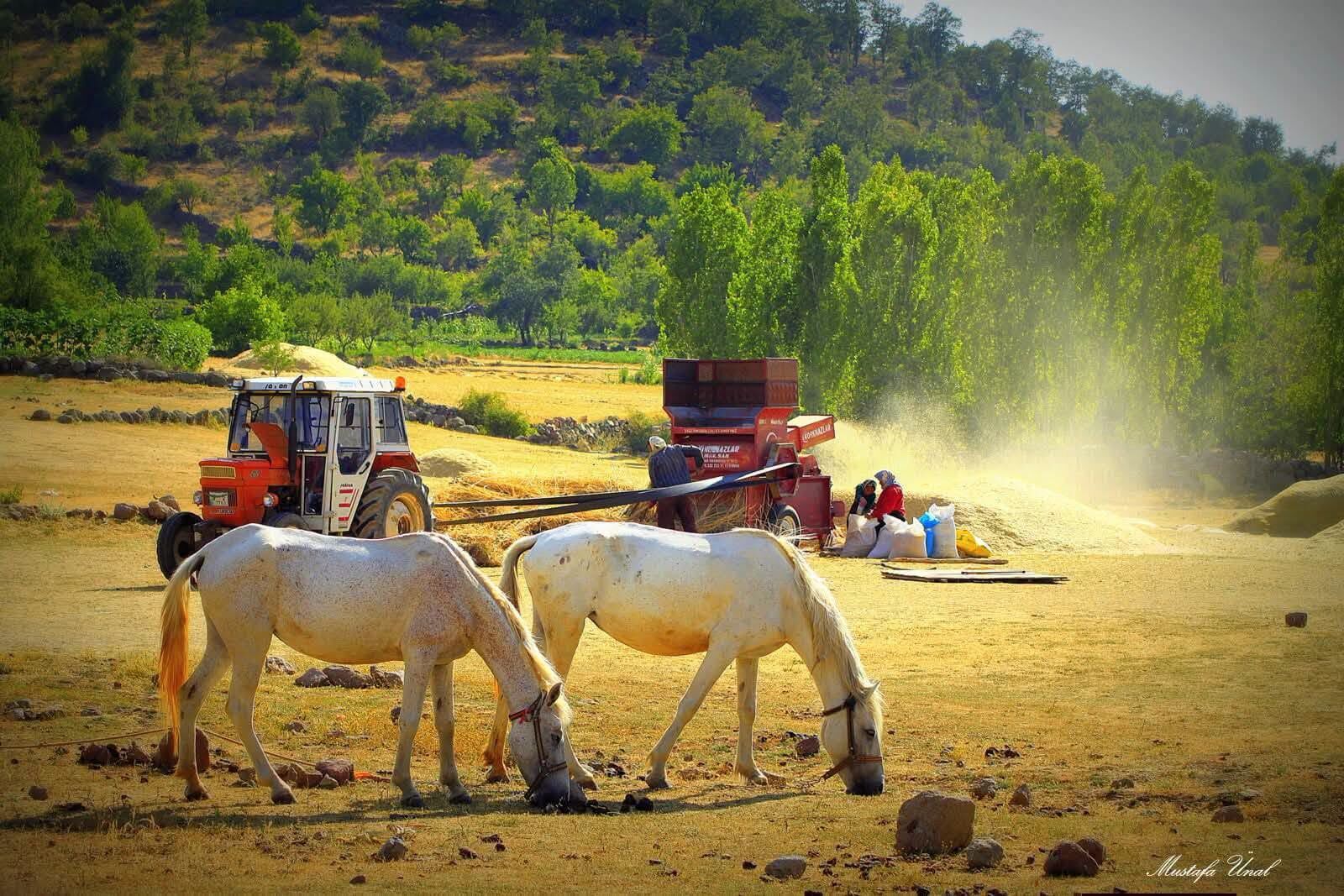 Kadınlar (4)-1