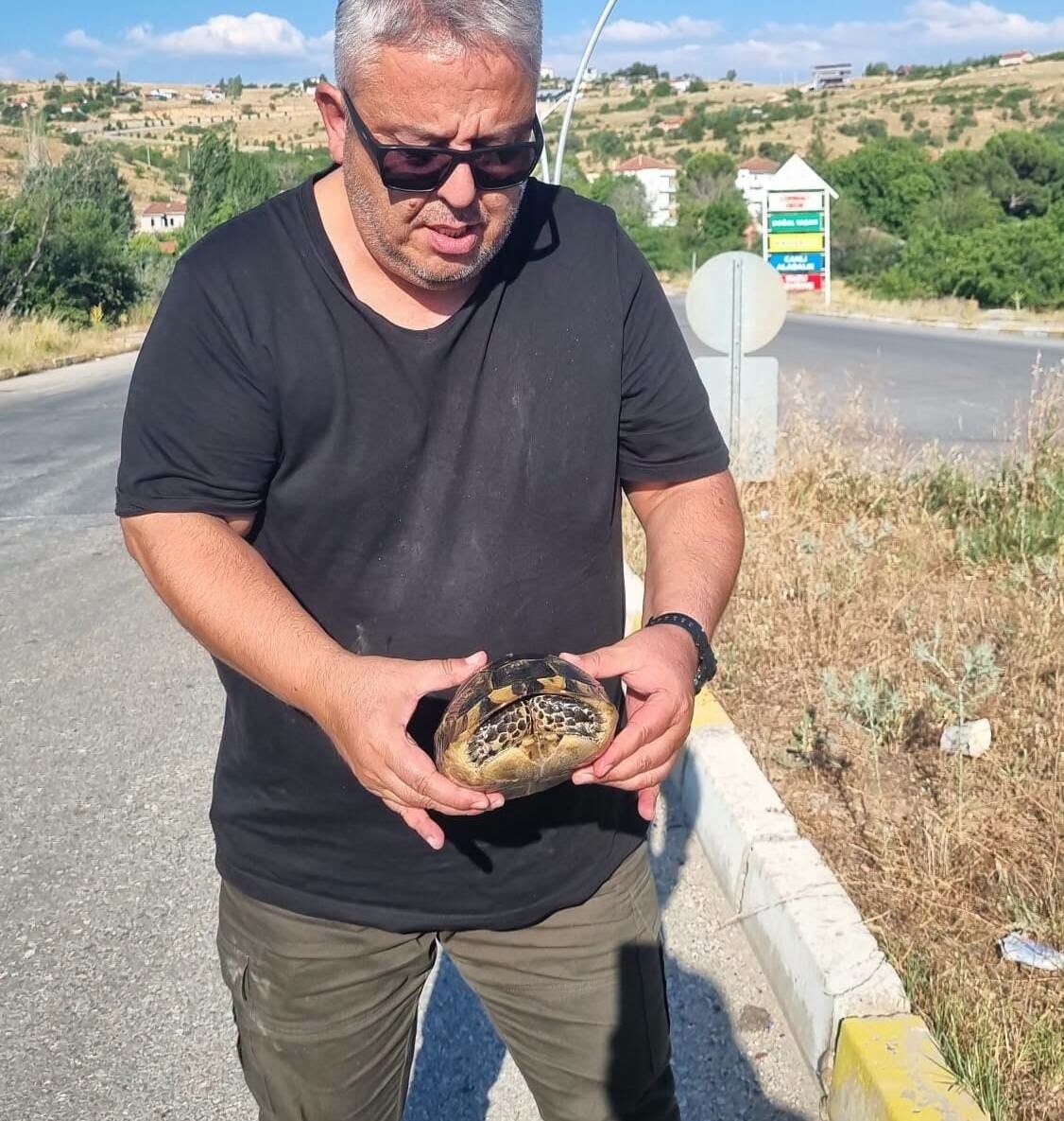 Kaplumbağa 1
