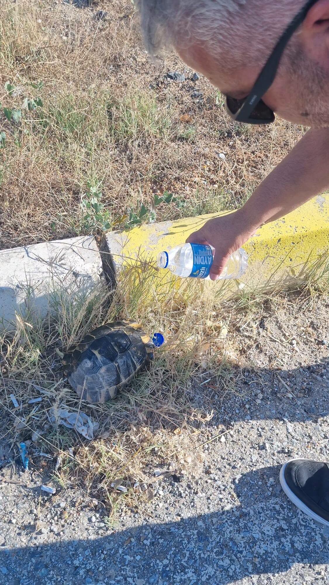 Kaplumbağa 2