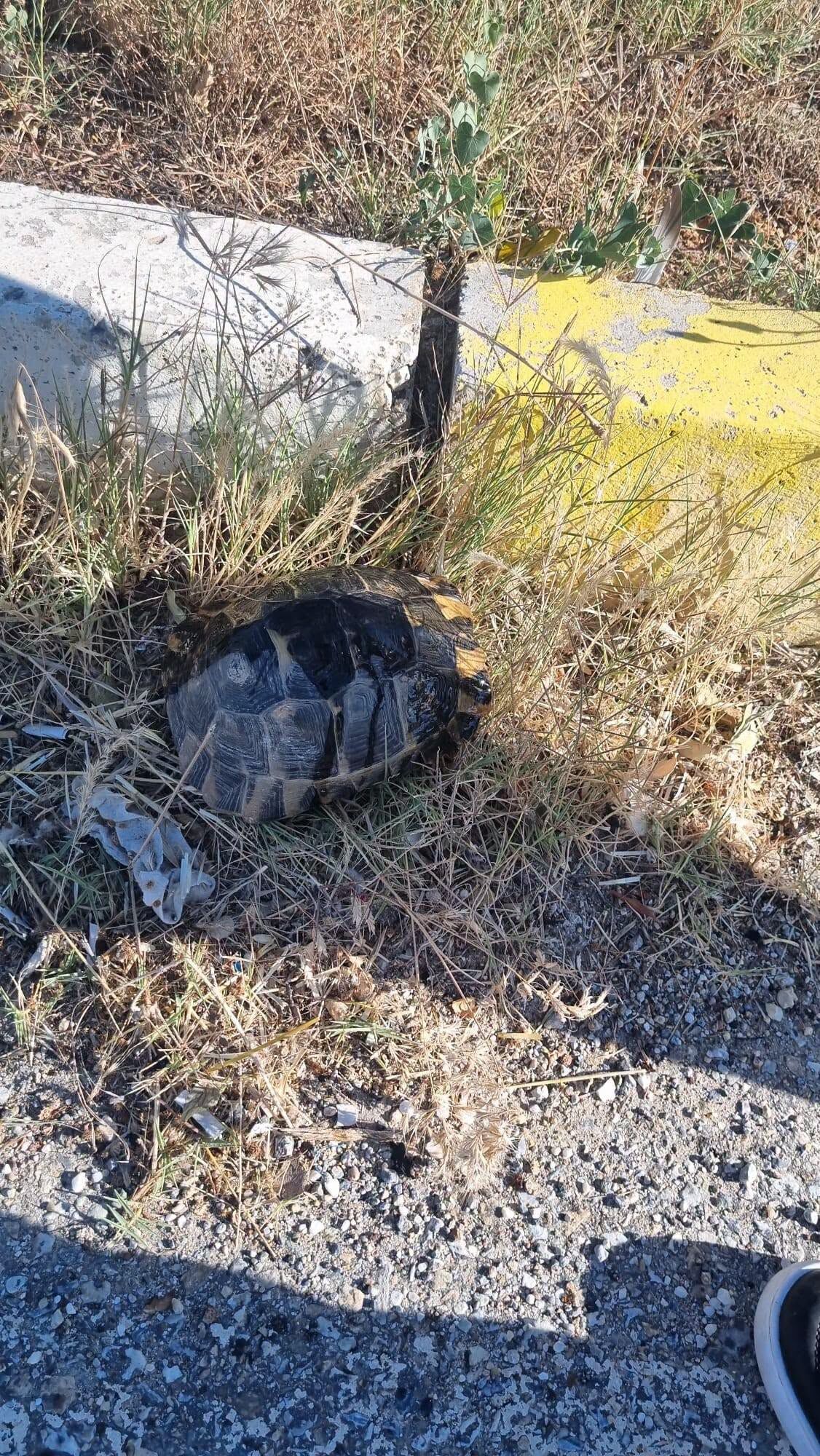 Kaplumbağa 3