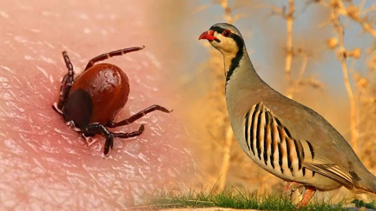 Kınalı Keklikler Ve Kene
