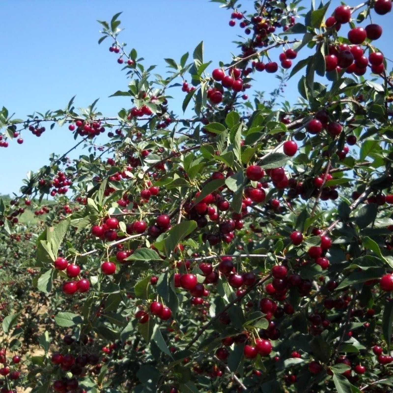 Oblacinska Visne Fidani1