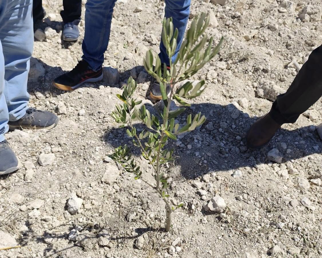 Zeytin 1