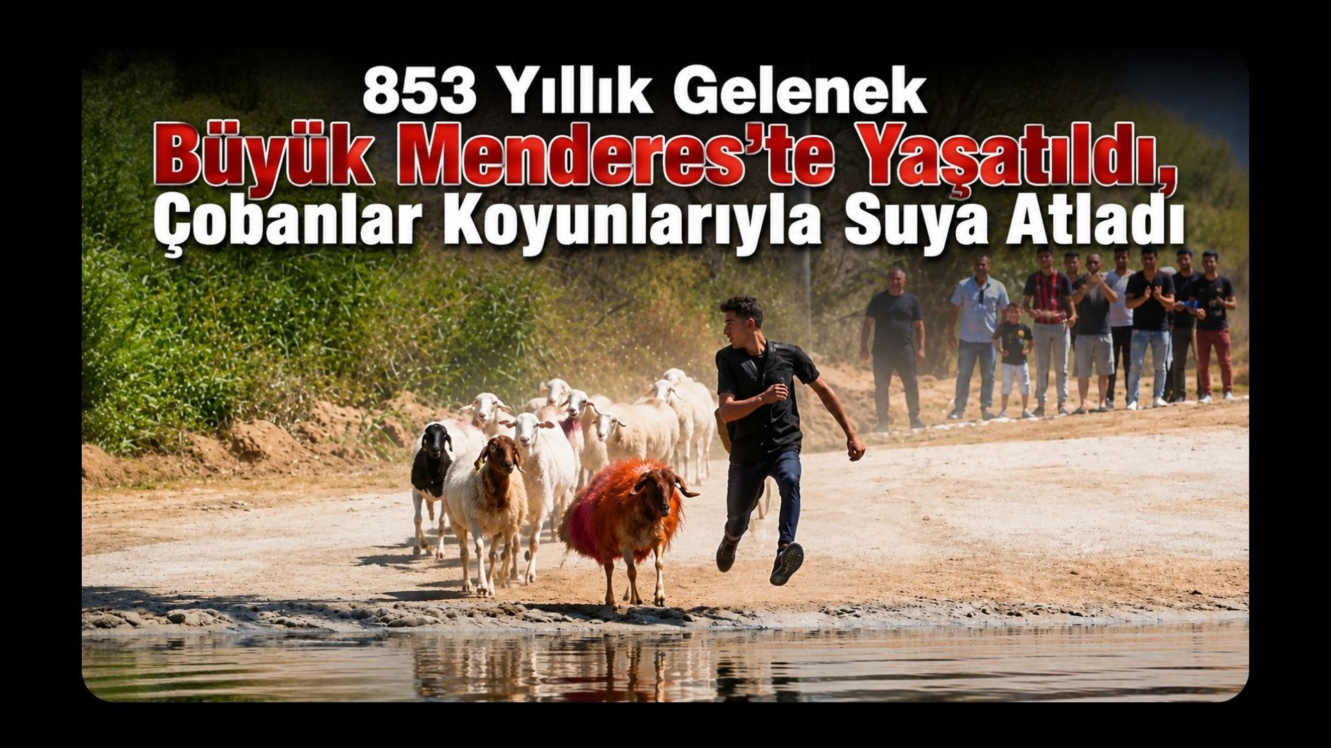 853 Yıllık Gelenek Büyük Menderes’te Yaşatıldı, Çobanlar Koyunlarıyla Suya Atladı