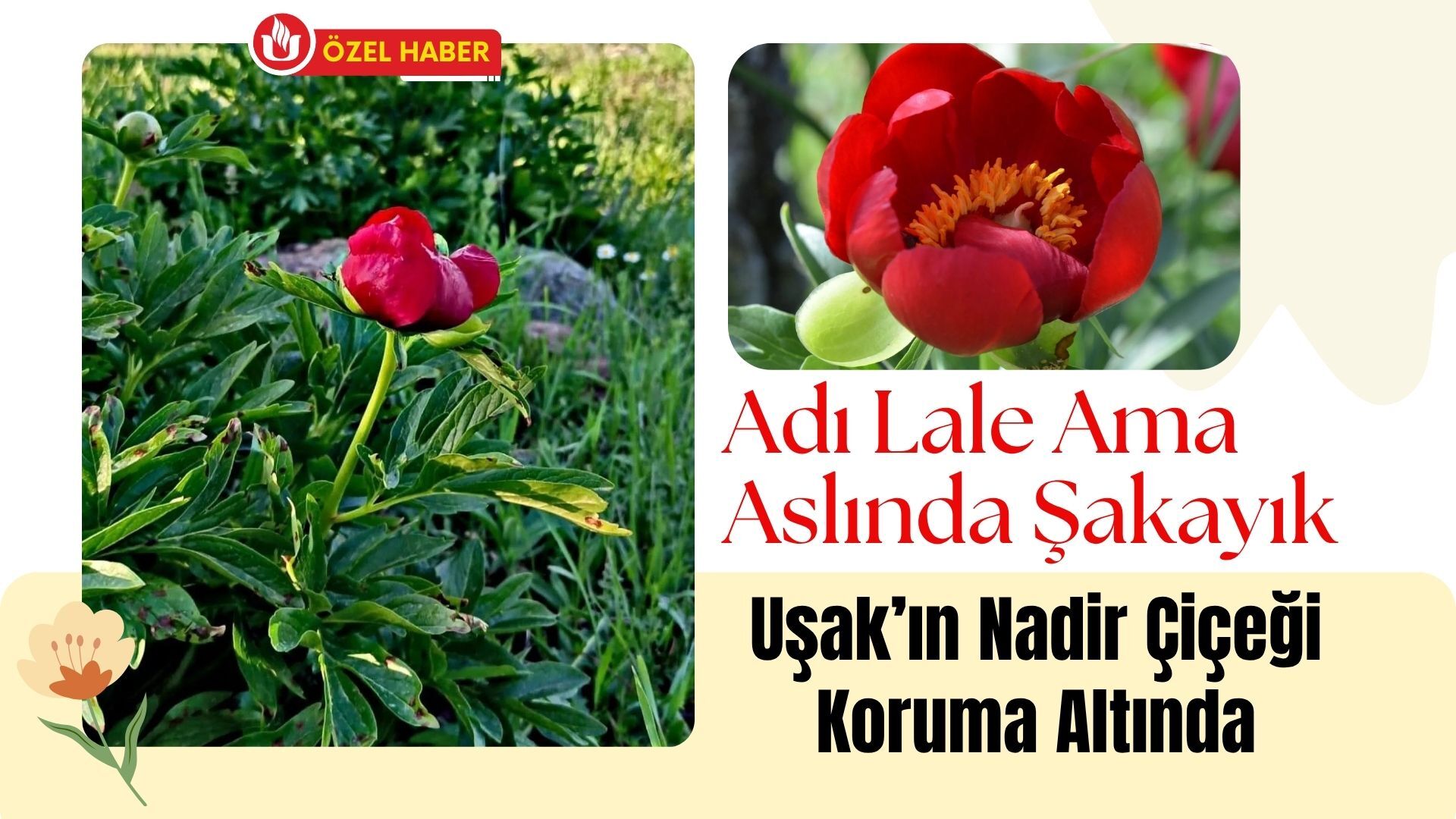 Adı Lale Ama Aslında Şakayık, Uşak’ın Nadir Çiçeği Koruma Altında
