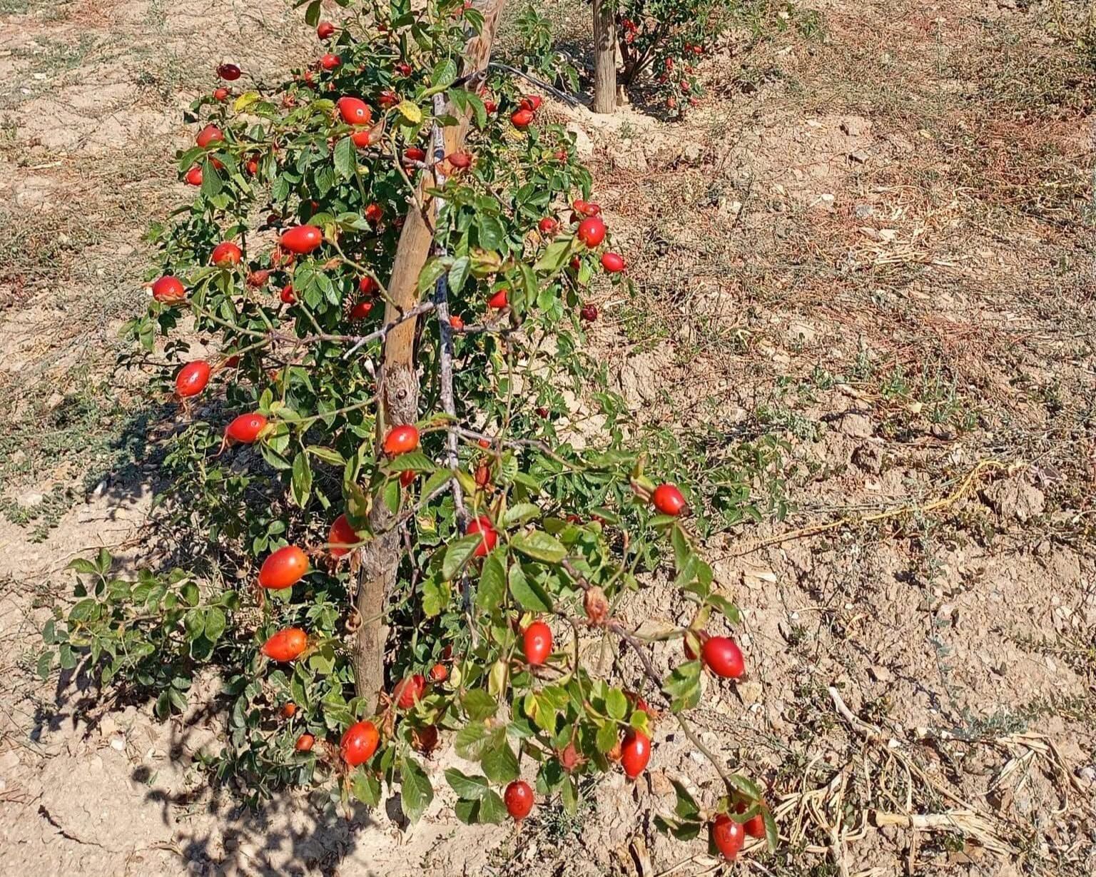Kuşburnu 1