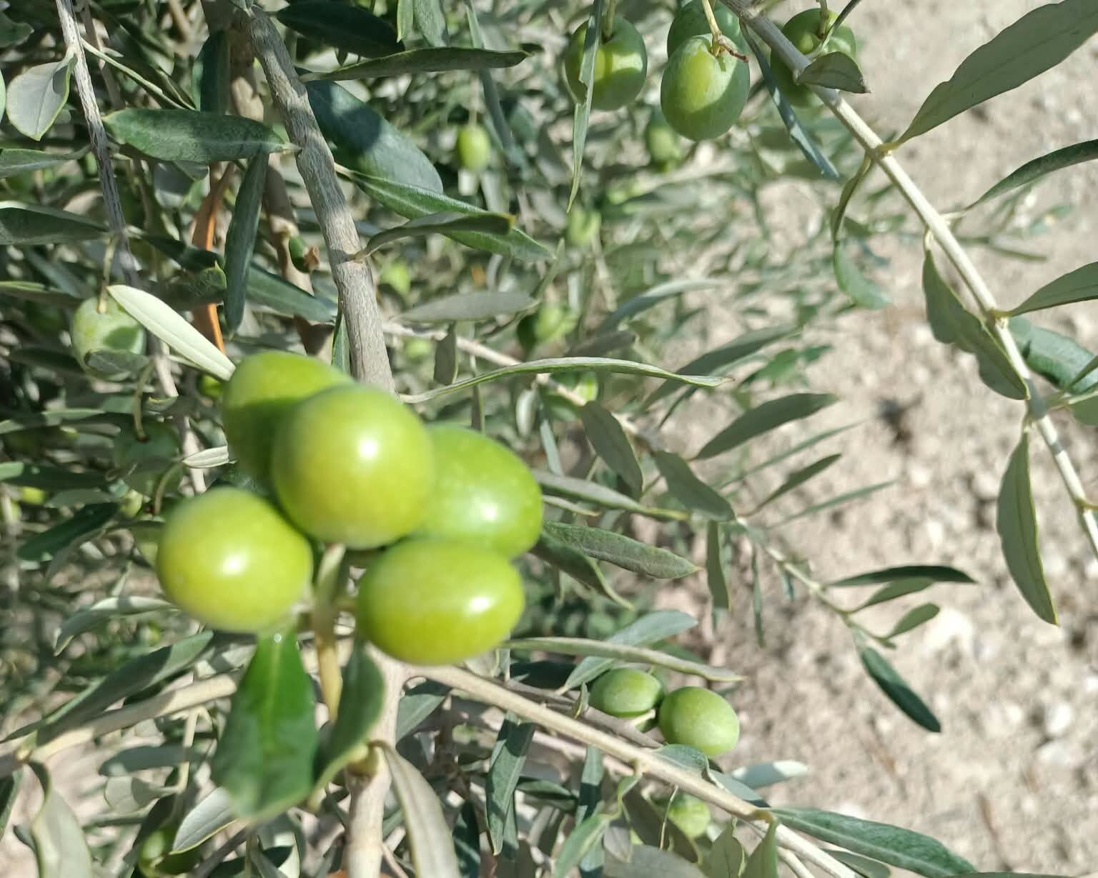 Tarım Zeytin (2)