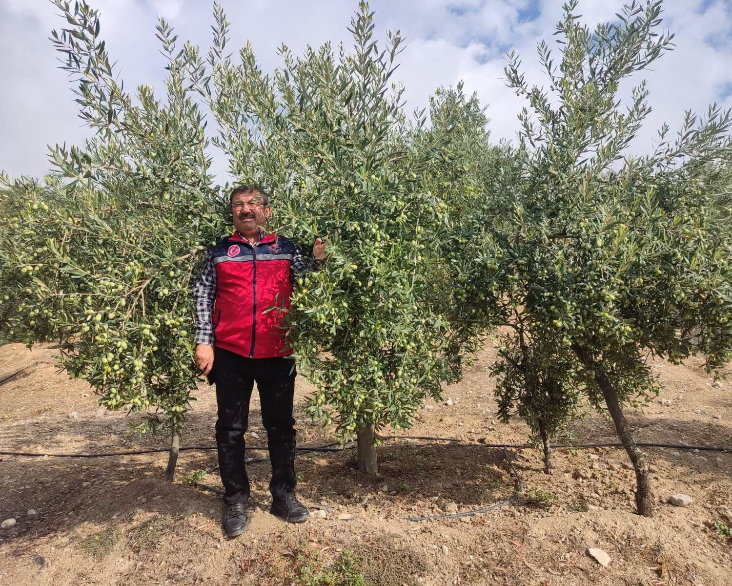 Tarım Zeytin (4)