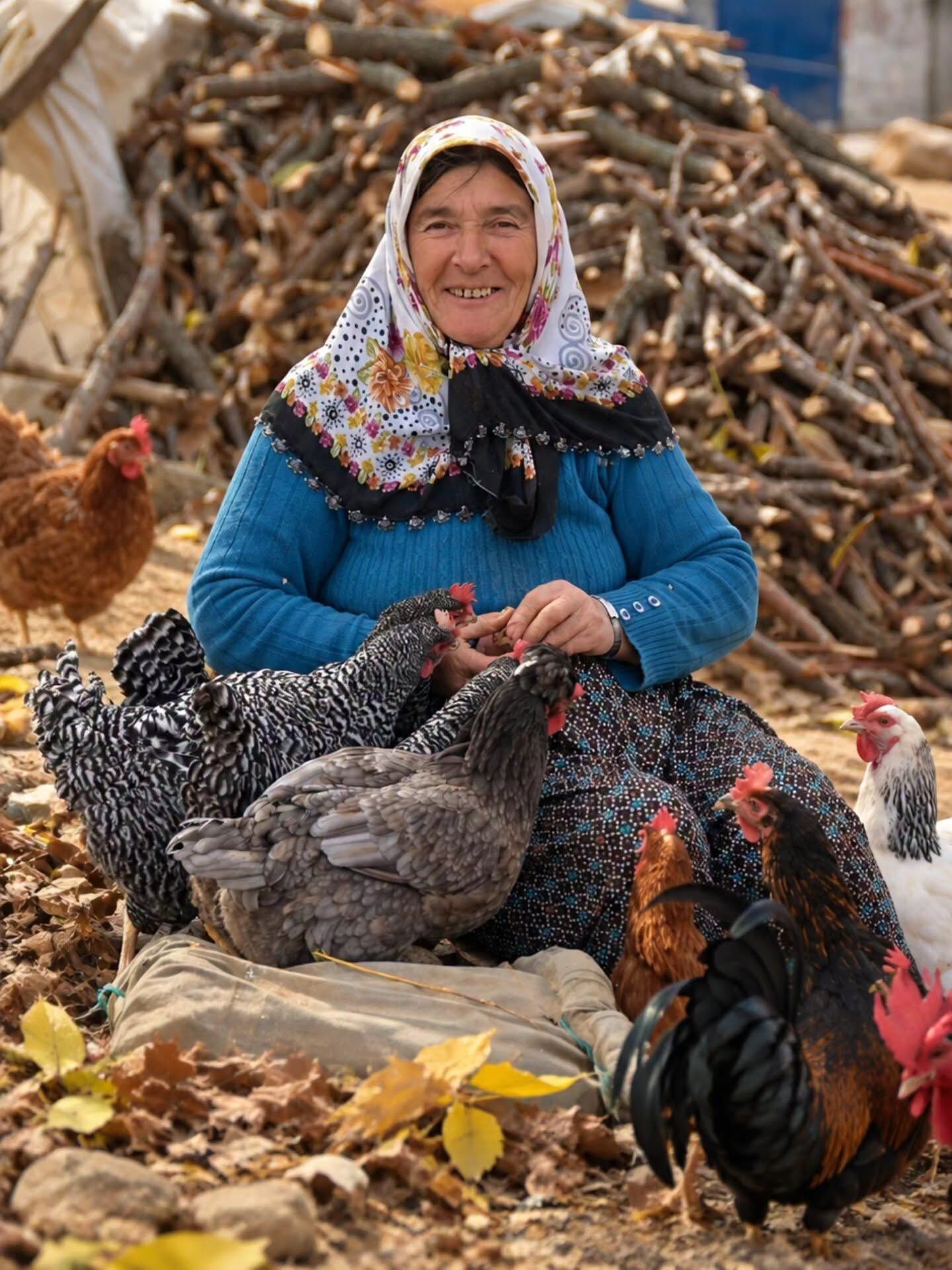 Tavuklar (1)