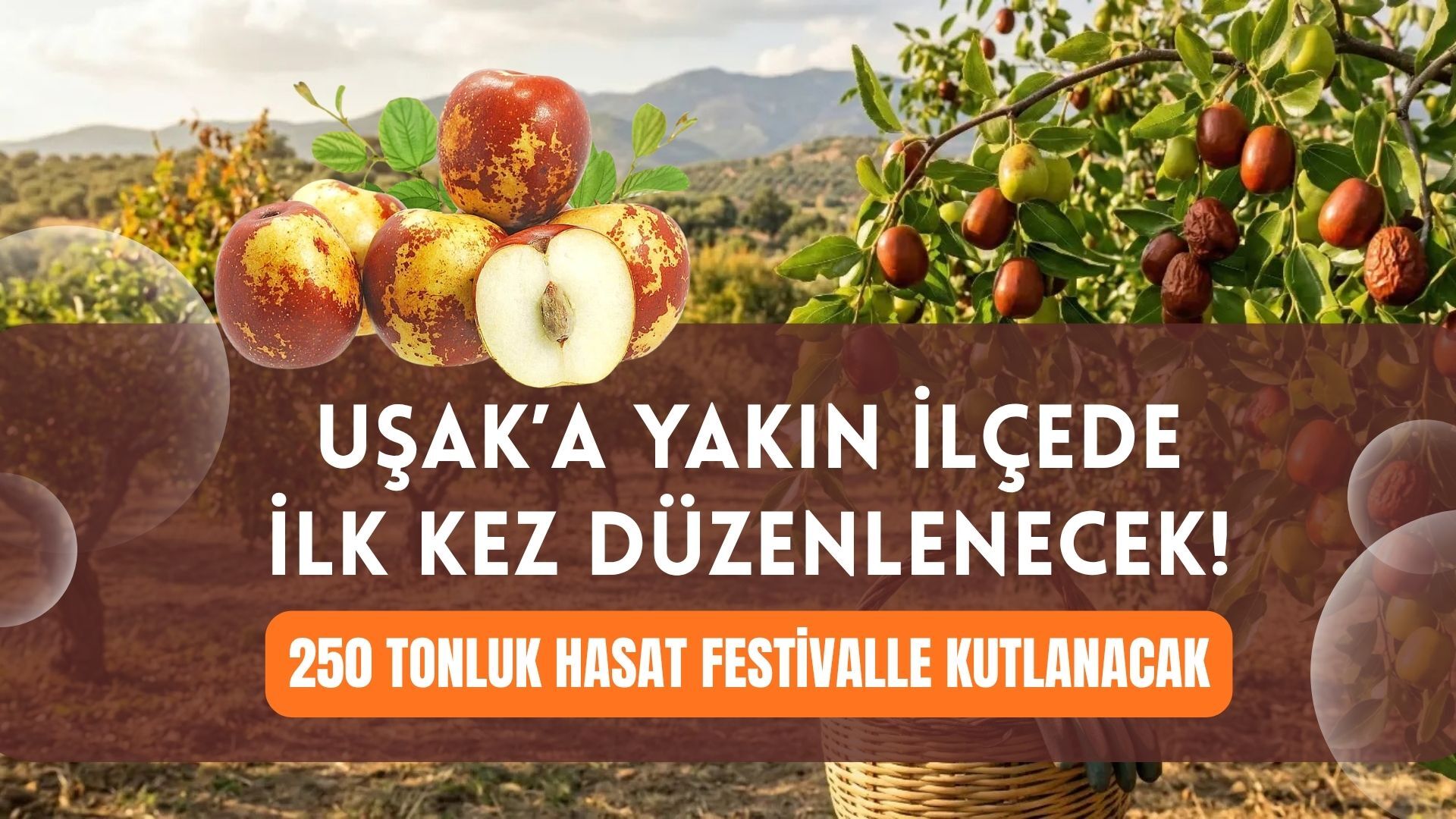 Uşak’a Yakın İlçede İlk Kez Düzenlenecek! 250 Tonluk Hasat Festivalle Kutlanacak