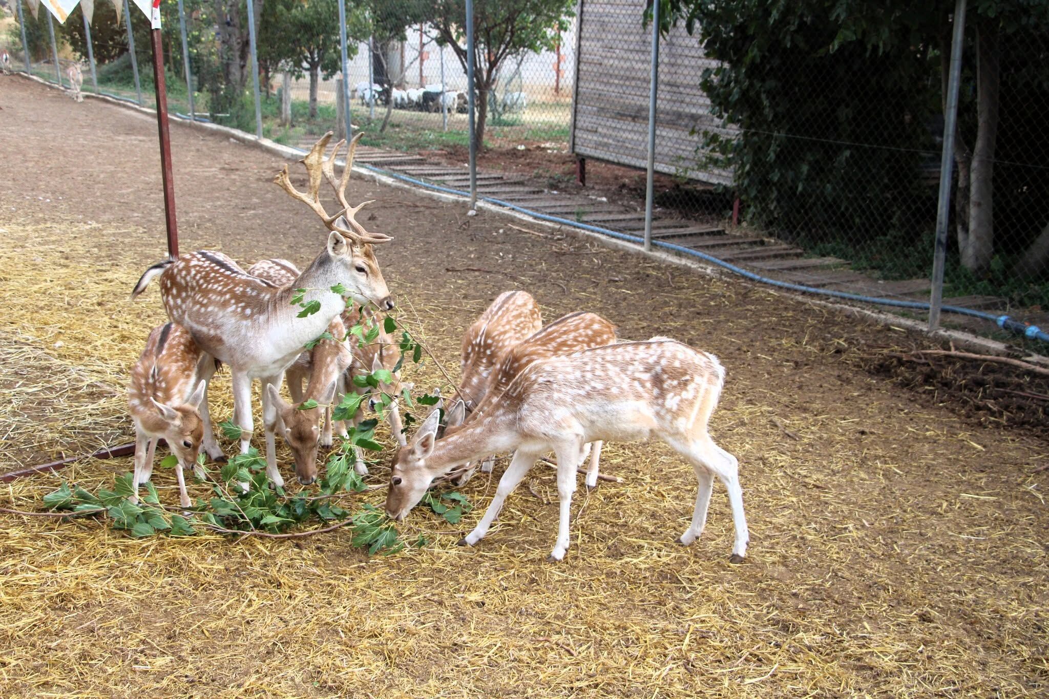 Ceylan 1