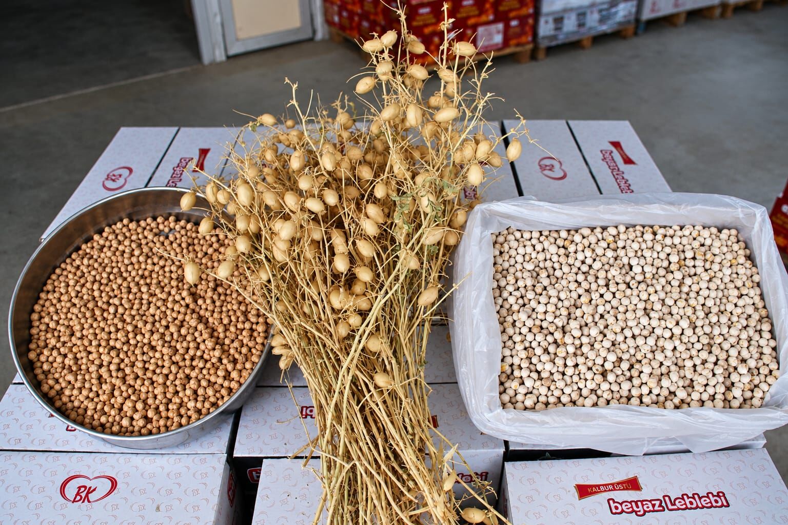 Denizli’de Geliştirilen Nohut İlk Kez Leblebiye Dönüştü