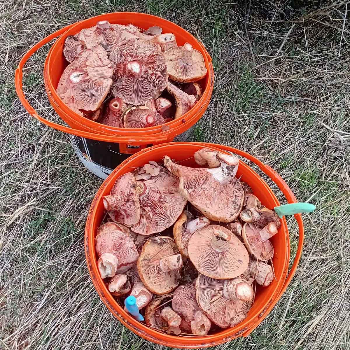 Uşak'ta Mantar (1)
